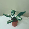 Assorted Felt Potted Plants